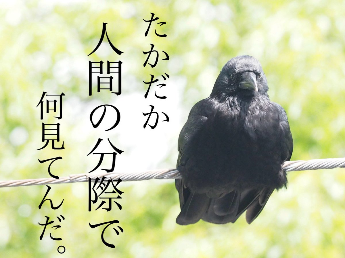 タイラー tweet media