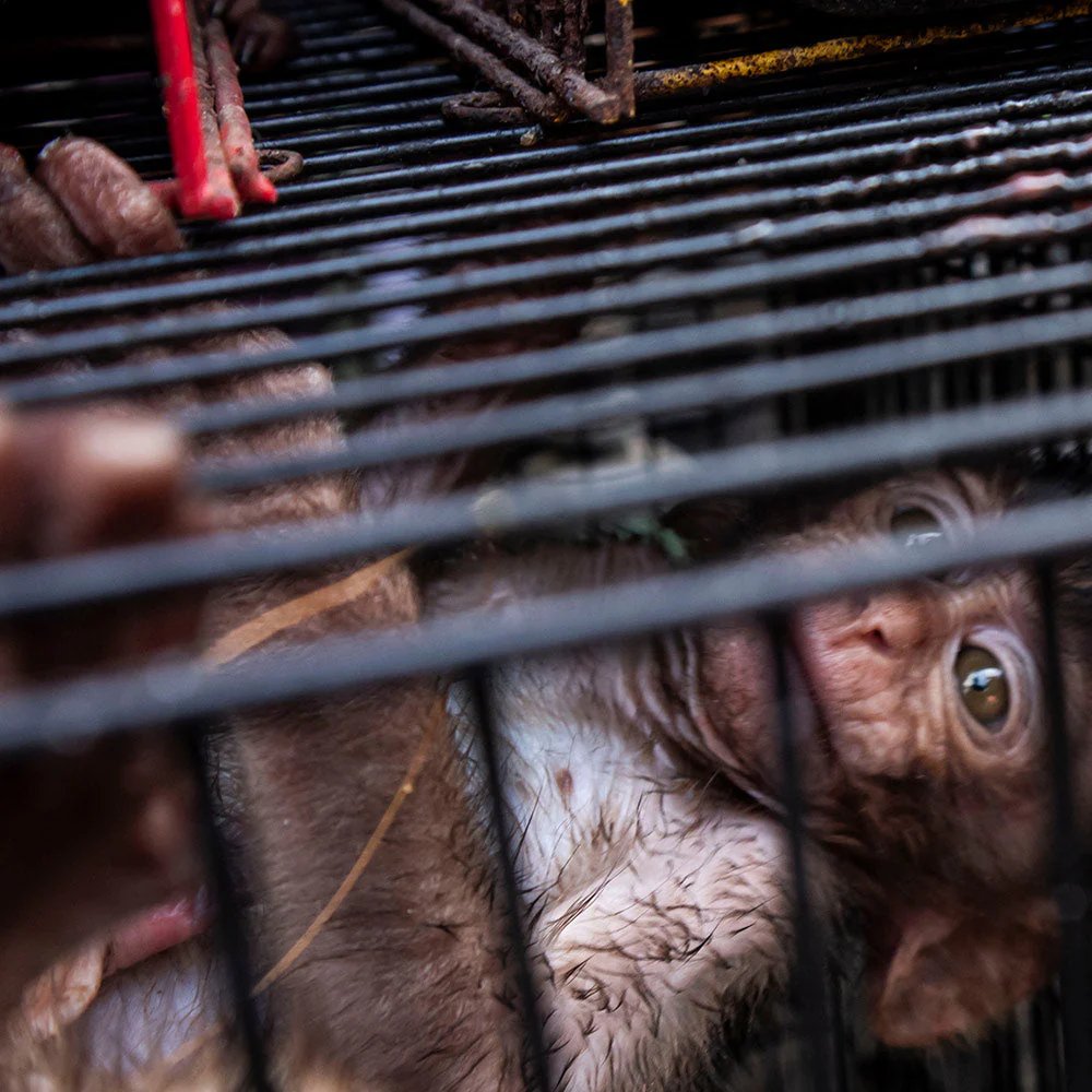 marillion13's tweet image. Ban Cruel Tests That Torture Monkeys for Weight-Loss Drugs
290 signatures toward our 30,000 goal. 289 after I signed, please also sign/share to help end cruel #AnimalTesting.
theanimalrescuesite.com/blogs/petition…
@theanimalrescue