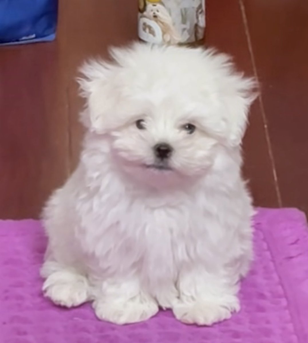 -itimiteen- tweet media