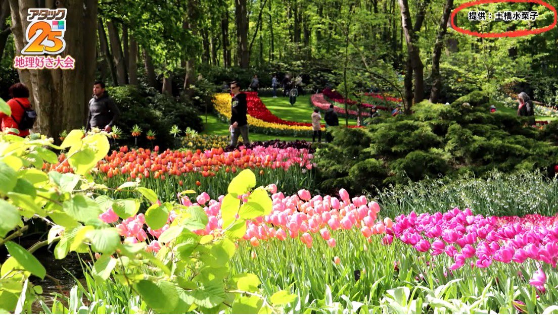 tsuchi_writing's tweet photo. 名前だけテレビ出たで。

(過日に訪れたオランダ・キューケンホフ公園の写真を提供しました！) https://t.co/XO7wiaB0qd