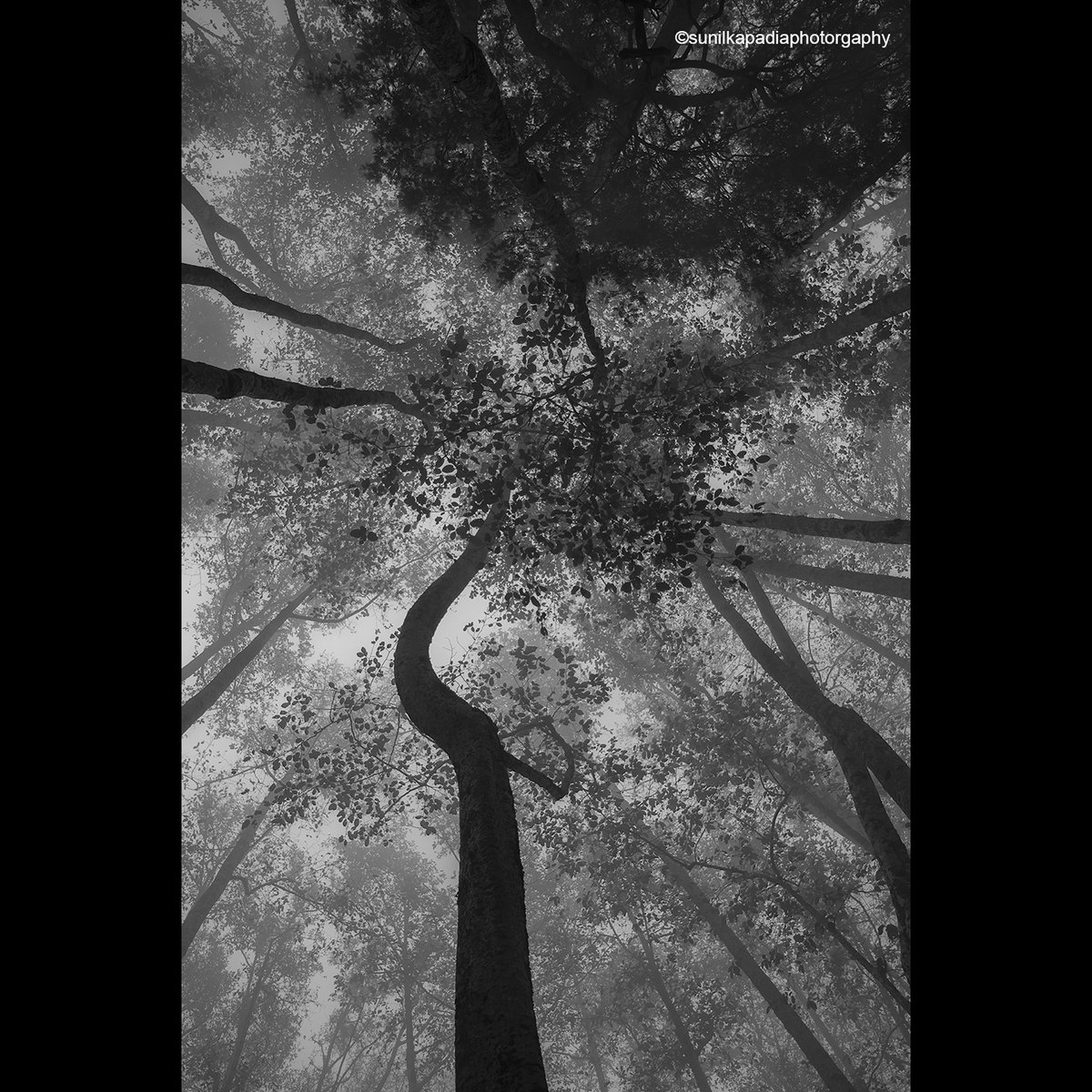SunilKapadia19's tweet image. _SSK9276 We All Unite To Rise, Where Sky Is The Limit.
Buy this Photo Art Print 
#united #rise #sky #blackandwhite #blackandwhitephotography #landscapephotography #blackandwhitelandscape #blackandwhitelandscapephotography #forest #tall #trees #fog #Kodaikanal #Tamilnadu #India