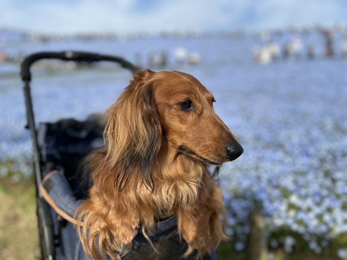 Mダックス　翔kun tweet media