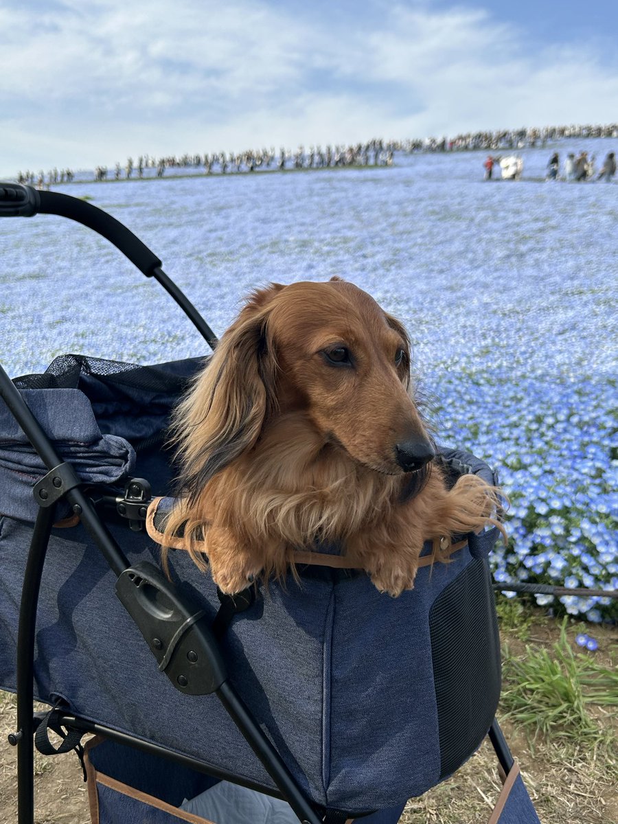 Mダックス　翔kun tweet media