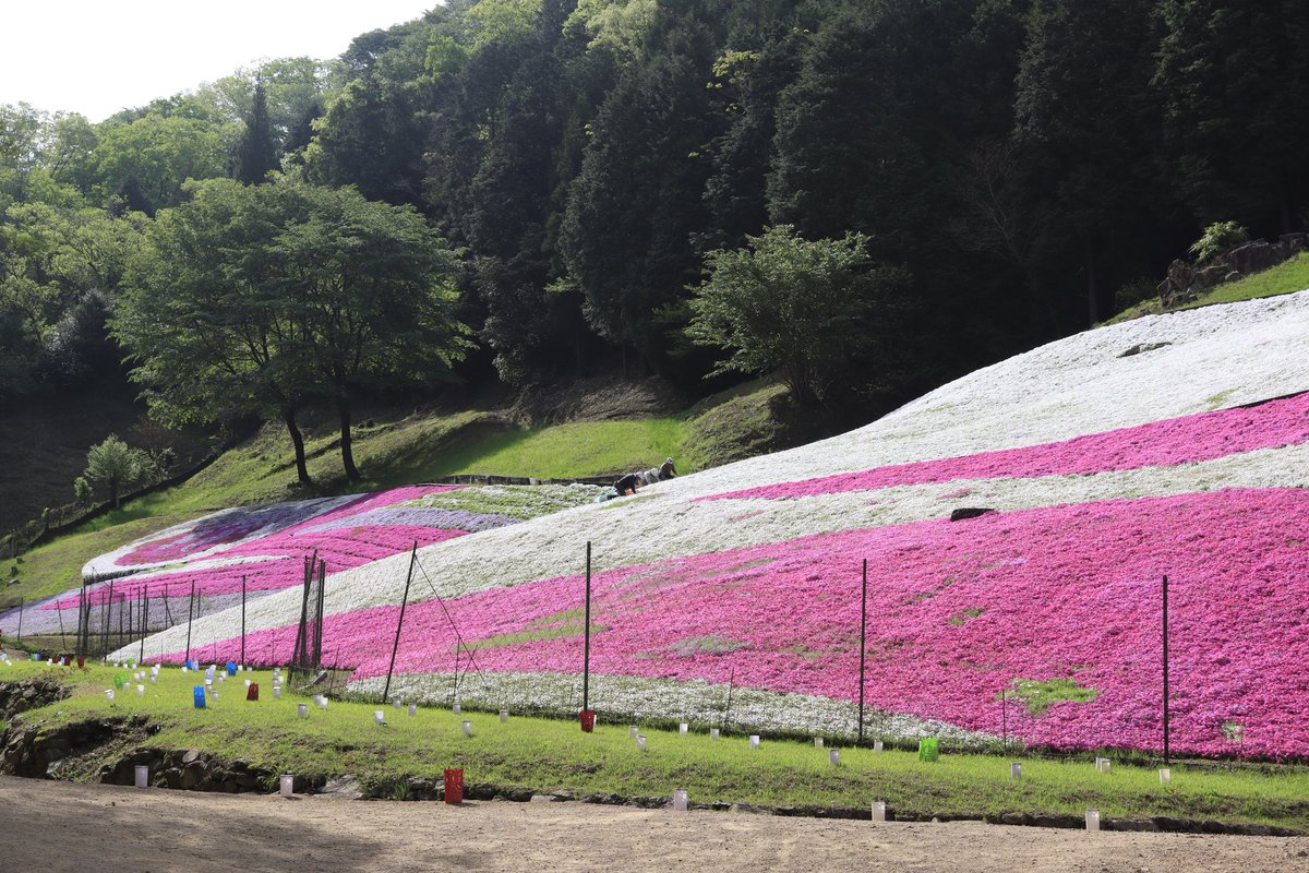 minashiy's tweet photo. 夢鮮館の芝桜観てきました
少し枯れ始めてる部分もあったけど十分綺麗でした
今夜は写真見返しながら蒲鉾かじるんだぁ… https://t.co/xJuWsNttWH