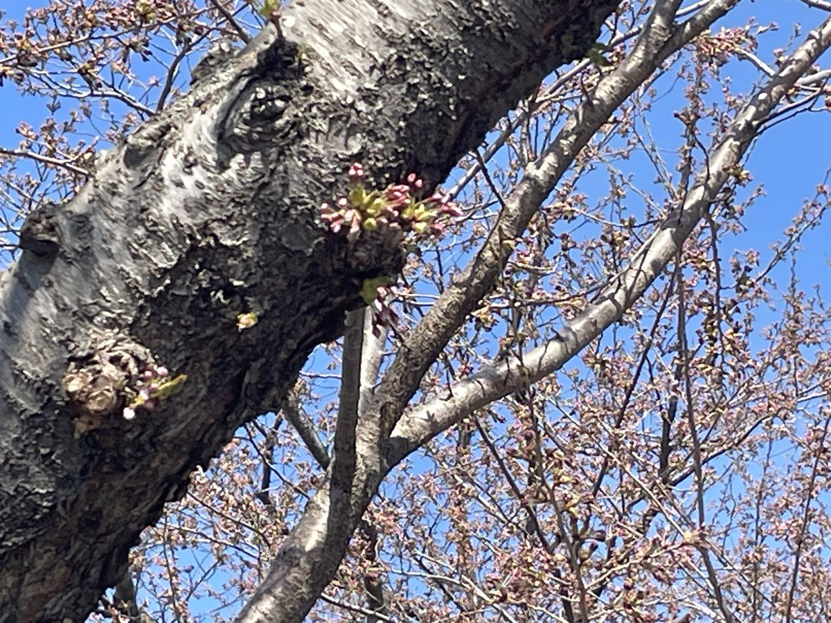 いち（ichi） tweet media