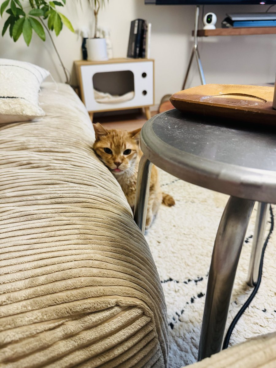 amui_cat's tweet photo. おやつをねだる際にソファーに体重を預けると楽だと気付いたアムイさん。
#保護猫
#元野良猫 https://t.co/qYbgtBH7A9