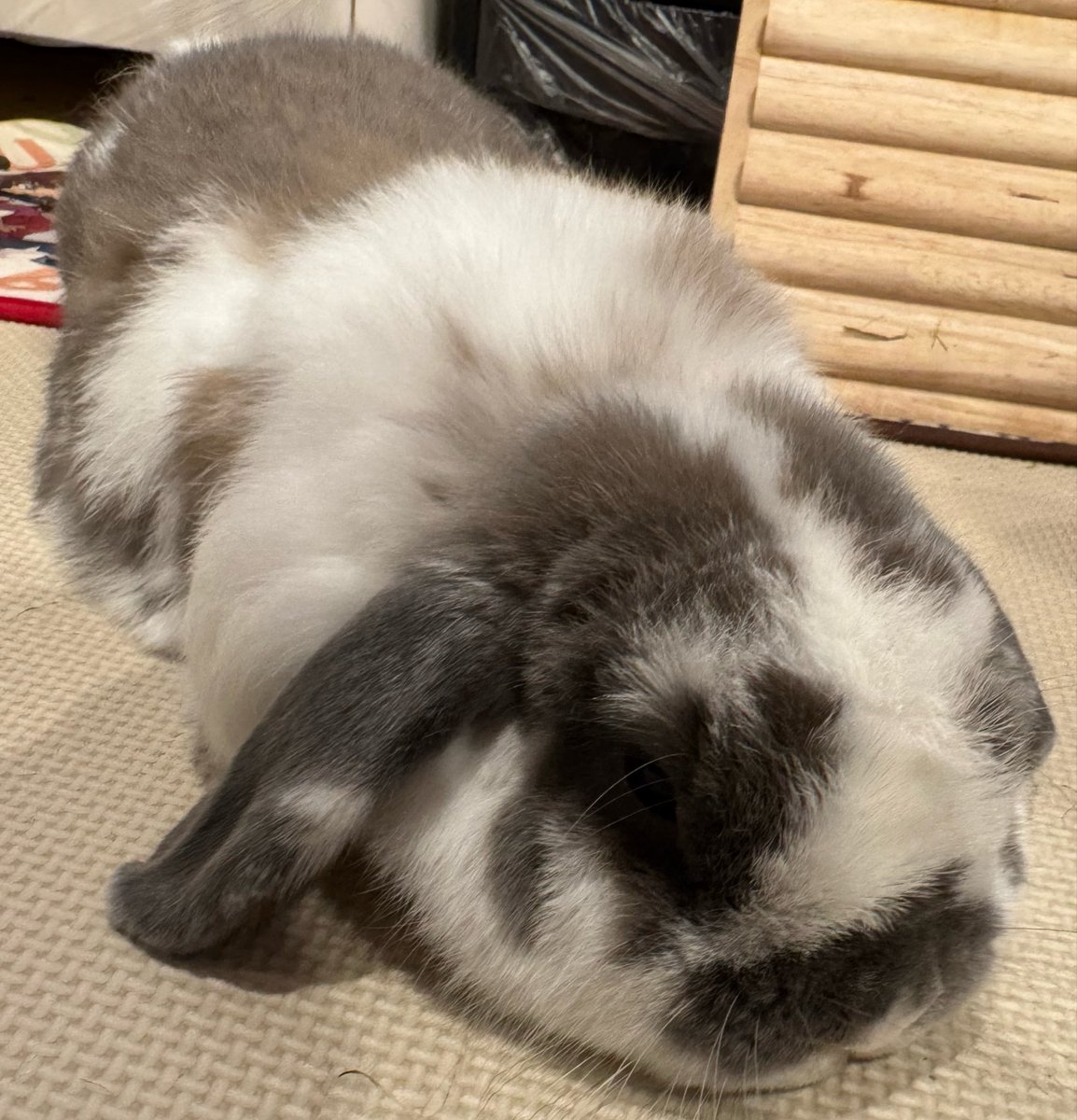 おそば🐰おれお tweet media