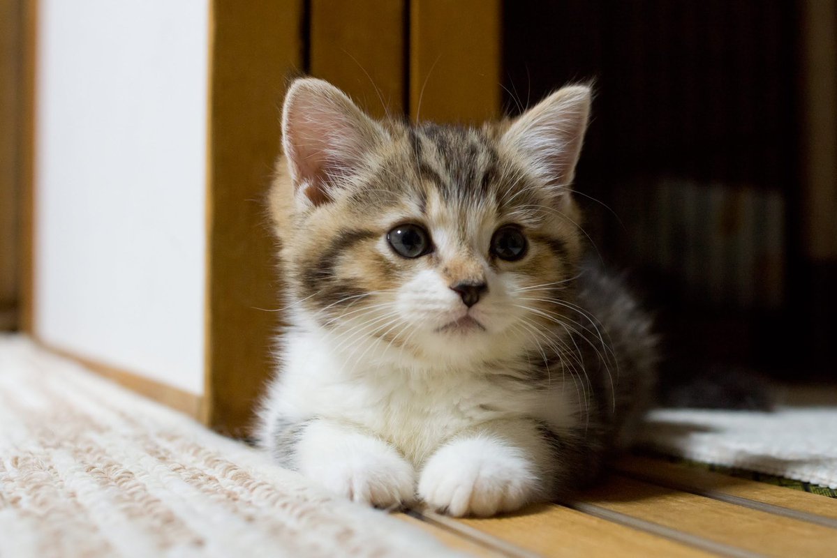 おうち@NB最弱ポイント会員 tweet media