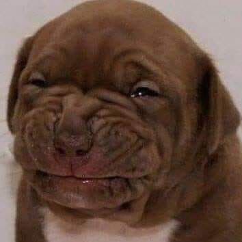 ENE youtube tweet media