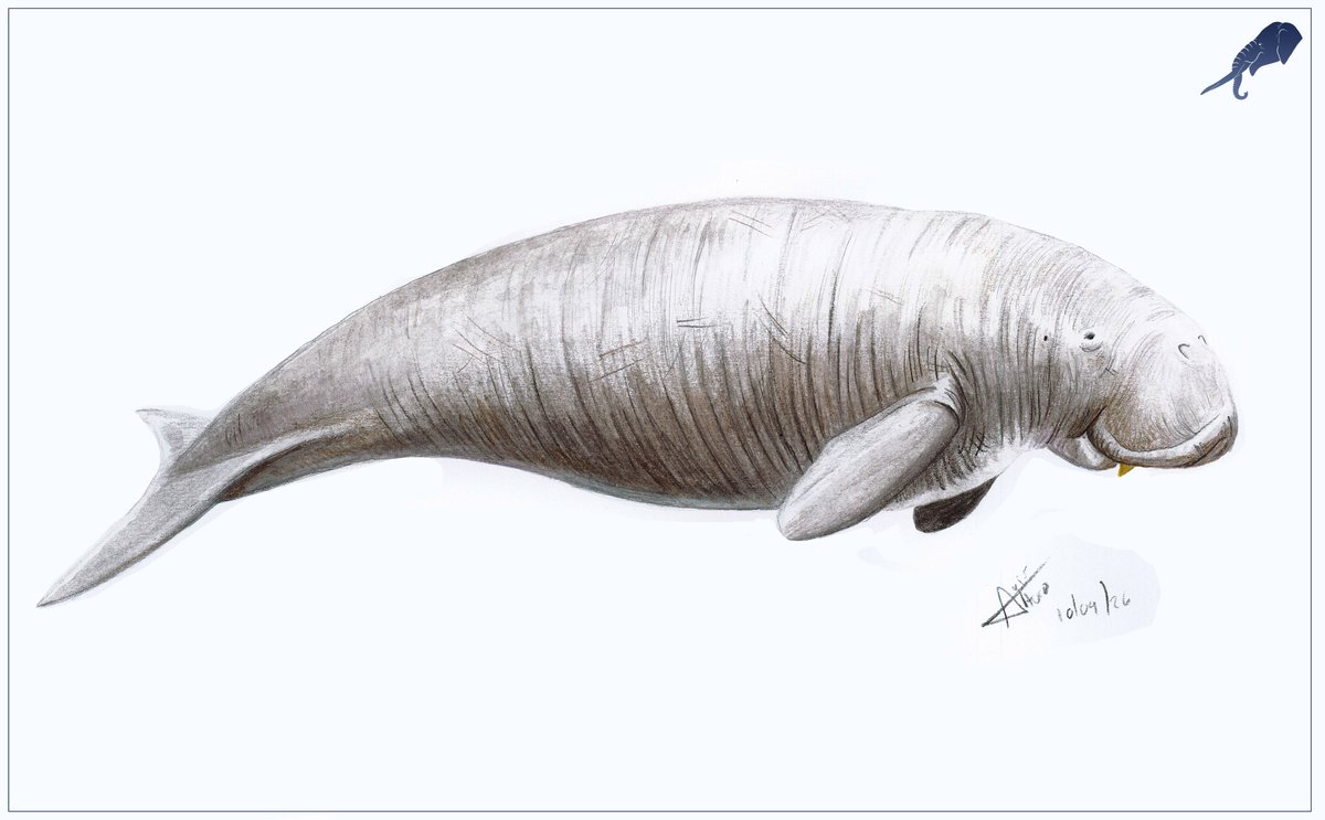 LADAlbarran2001's tweet photo. Xenosiren yucateca, an extinct dugong from the late Miocene and early Pliocene found in the Noc Ac cenote in the town of the same name in Yucatán // Technique: watercolor with colored pencils (2026). https://t.co/amKYtWXH7B