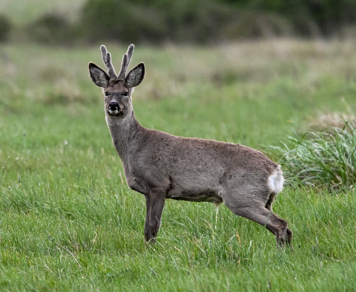 BobWinckle's tweet photo. Roe Deer Blakehill  NR https://t.co/Mb9u97Cvc8