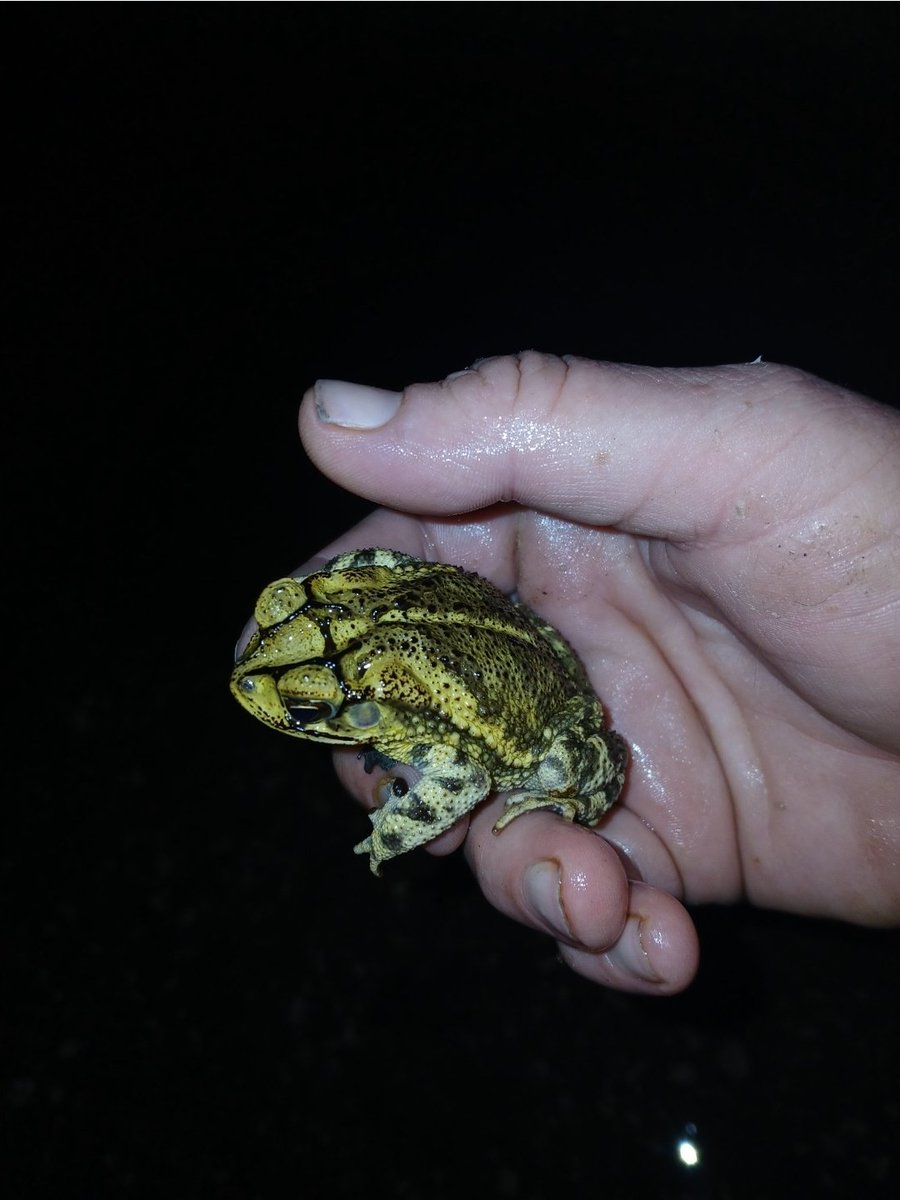 froglet80's tweet photo. Our power is going off Monday if I don't come up with the last $50 for the bill, I need to chip in my part of the rent but if that is impossible right now I at least need to come up with some money for food and gas for the vehicle also.  I'm exhausted and there is still so much to do.  Its depressing day after day to see no movement on this at all.  I was better off at the camp but this wasn't a choice, I was forced out.  Now I have nothing.  Please don't send me back to the streets without so much as a tarp or sleeping bag anymore. I can't do it again, I just can't. 
https://t.co/6i2yyjtMPL
https://t.co/Au7ALpE9YG