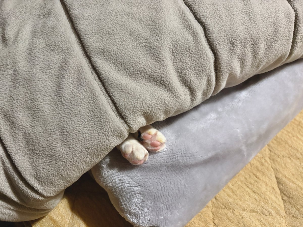 腹よわボーイ tweet media