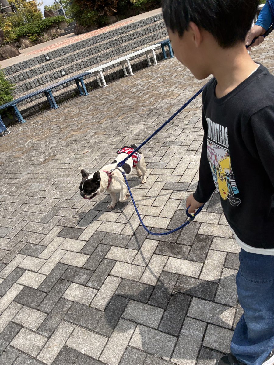 TakeFaci's tweet photo. 今日わんわん動物園がとよたに遊びに来るから甥っ子と一緒に行ってきたけど、わんちゃんと触れ合う時にチワワが近寄ってきたから撫でてたら今度は僕もて感じで俺んとこに寄ってきてなんか申し訳なかった笑
お散歩体験の時もめっちゃお散歩が好きなわんちゃんがいて5分間ずっと歩き回ってた笑 https://t.co/DgHreTySq3