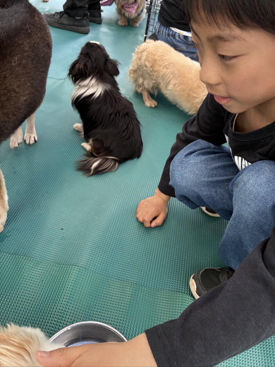 TakeFaci's tweet photo. 今日わんわん動物園がとよたに遊びに来るから甥っ子と一緒に行ってきたけど、わんちゃんと触れ合う時にチワワが近寄ってきたから撫でてたら今度は僕もて感じで俺んとこに寄ってきてなんか申し訳なかった笑
お散歩体験の時もめっちゃお散歩が好きなわんちゃんがいて5分間ずっと歩き回ってた笑 https://t.co/DgHreTySq3