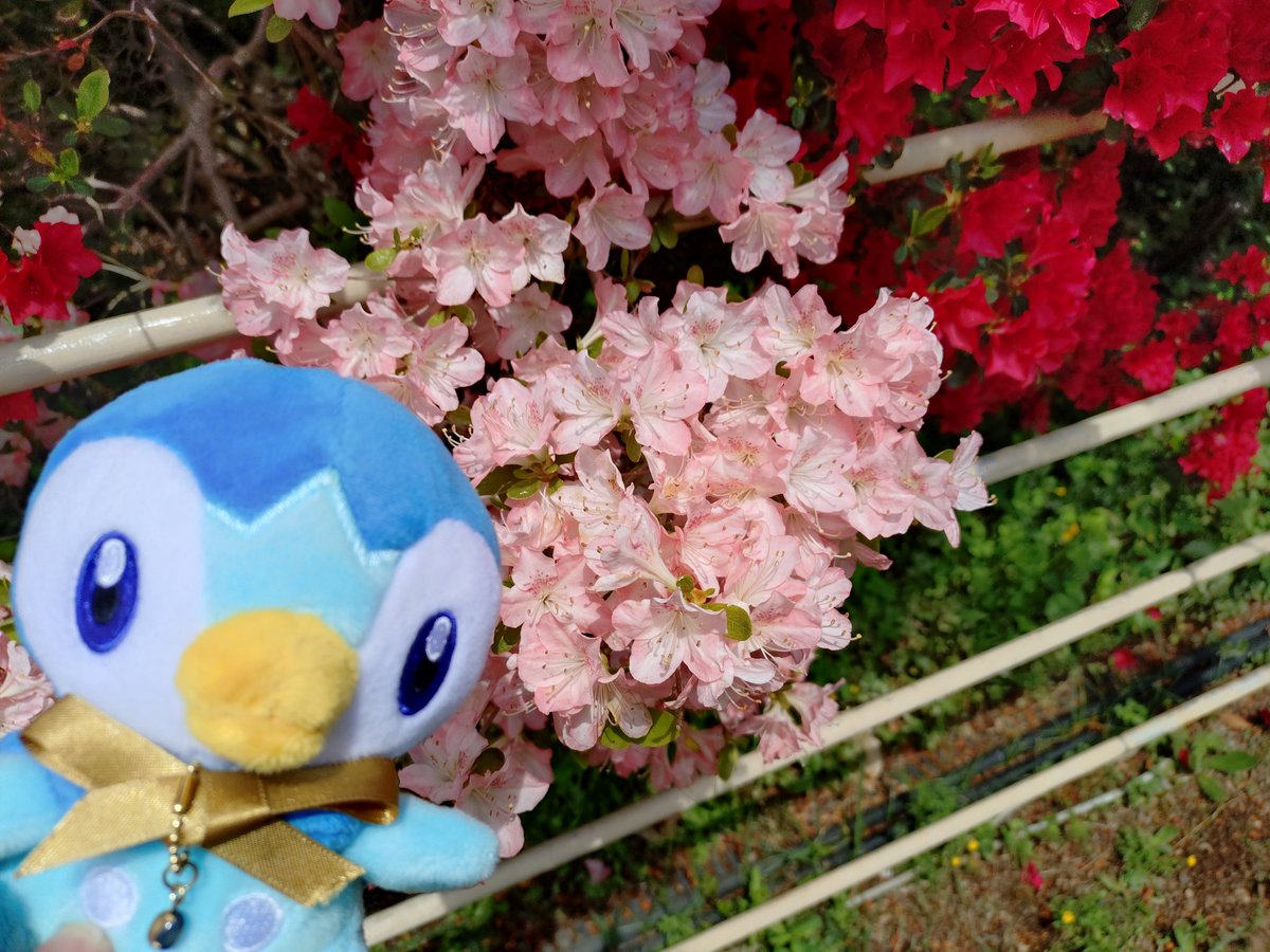 k_siguma's tweet photo. ポチャと藤とツツジと花と https://t.co/NkvZHP9qki