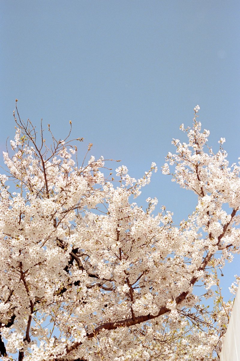 nagiko726's tweet image. 毎年同じことを思うけれど、桜の季節、本当にあっという間だったなあ

#filmphotography