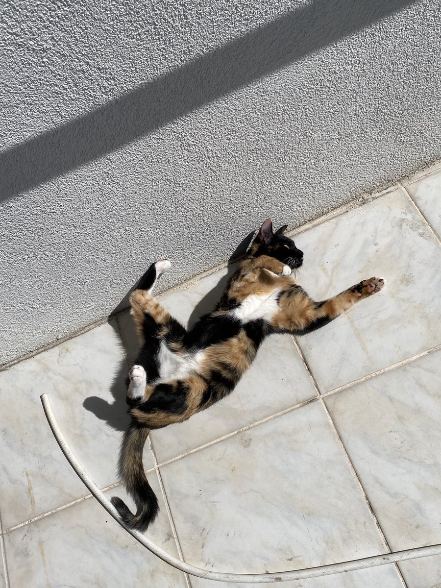 annenin amini götünü siken fatih terim tweet media