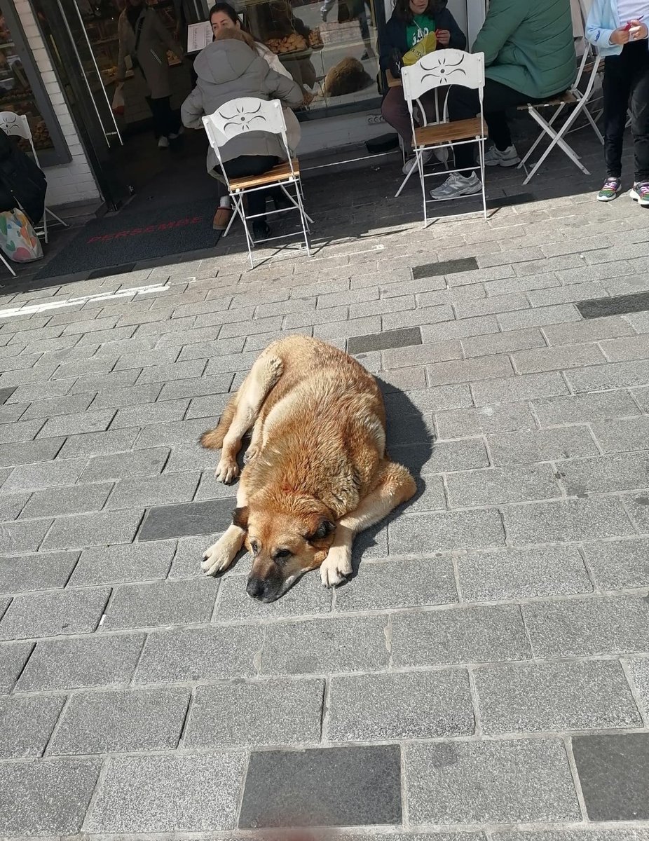 Yağmur Gökçe tweet media