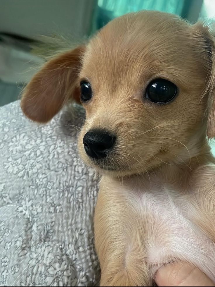 Doglover tweet media