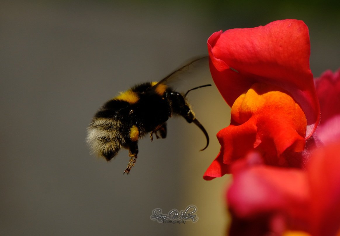 SamWlandscapes's tweet image. Bumblebees in the garden yesterday #naturelovers #bees #naturephotography