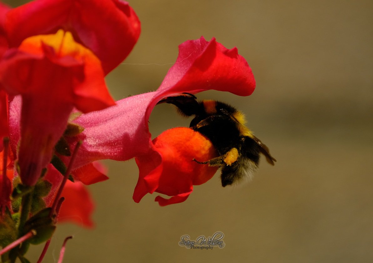 SamWlandscapes's tweet image. Bumblebees in the garden yesterday #naturelovers #bees #naturephotography