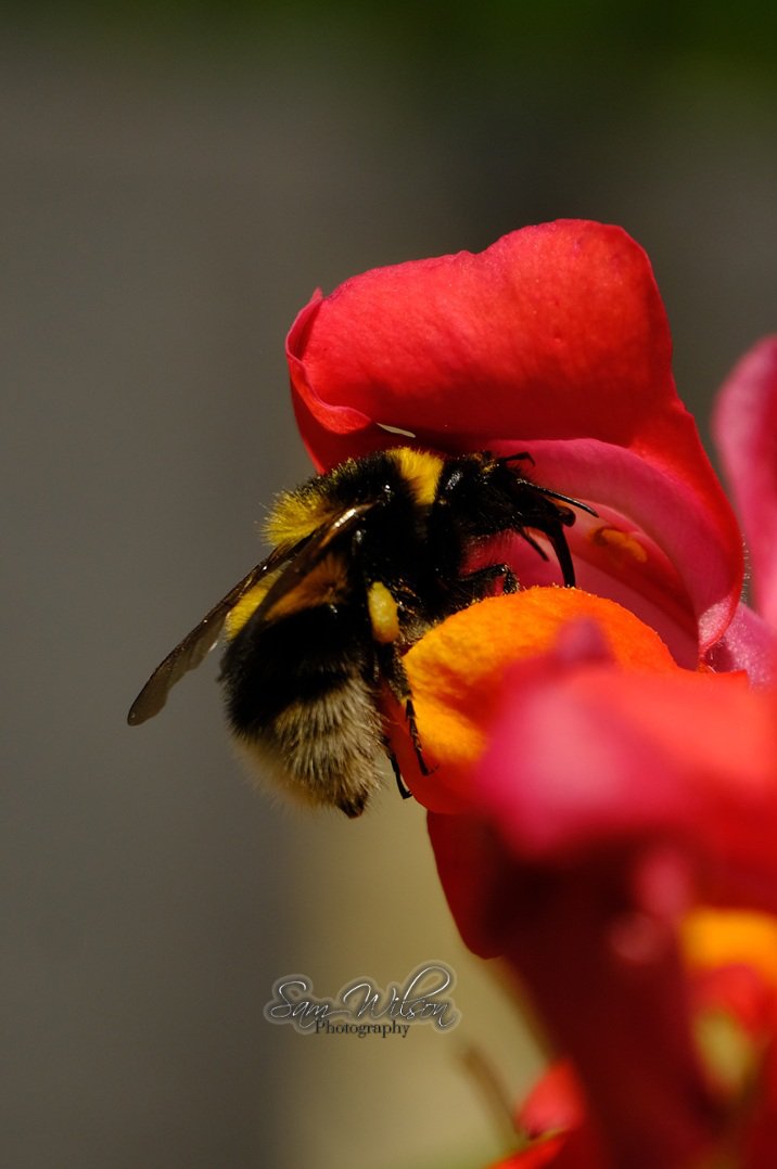 SamWlandscapes's tweet image. Bumblebees in the garden yesterday #naturelovers #bees #naturephotography