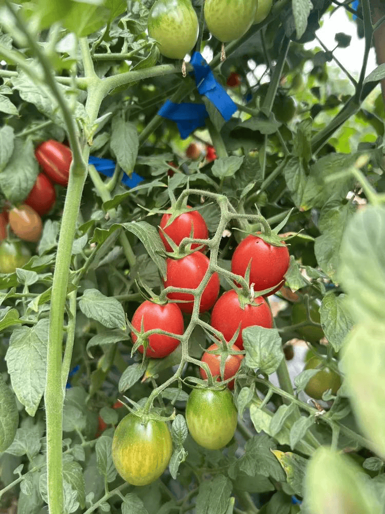 りえりん tweet media