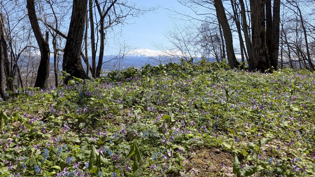 pip_muranaka's tweet photo. 比布町と旭川市の境界にある「男山自然公園」。

国内最大級のカタクリ群生地で大雪山連峰の姿も見られます。

今朝の最低気温がマイナス3.6℃だったせいか、カタクリやエゾエンゴサクもちょっと元気がなかったですが一面の花の絨毯に癒されました。
#北海道 #比布町 #ぴっぷ町 #カタクリ https://t.co/3mKJZlzgYO