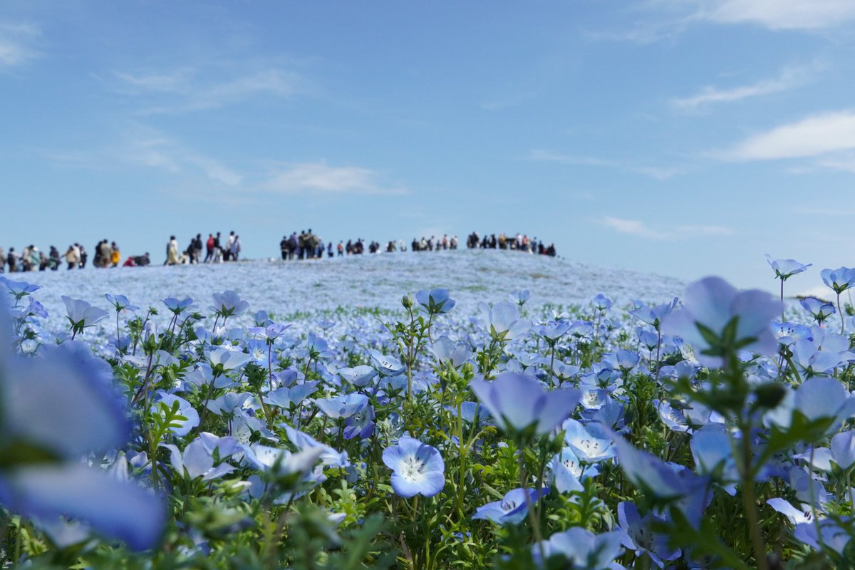 HitachiKaihin's tweet image. 本日の みはらしの丘 #ネモフィラ の様子です☺️

今日も天気☀️に恵まれた1日でした

「満開」の予想は明日までとなりますので、この機会にぜひお楽しみください❗️

#hitachiseasidepark #ひたち海浜公園