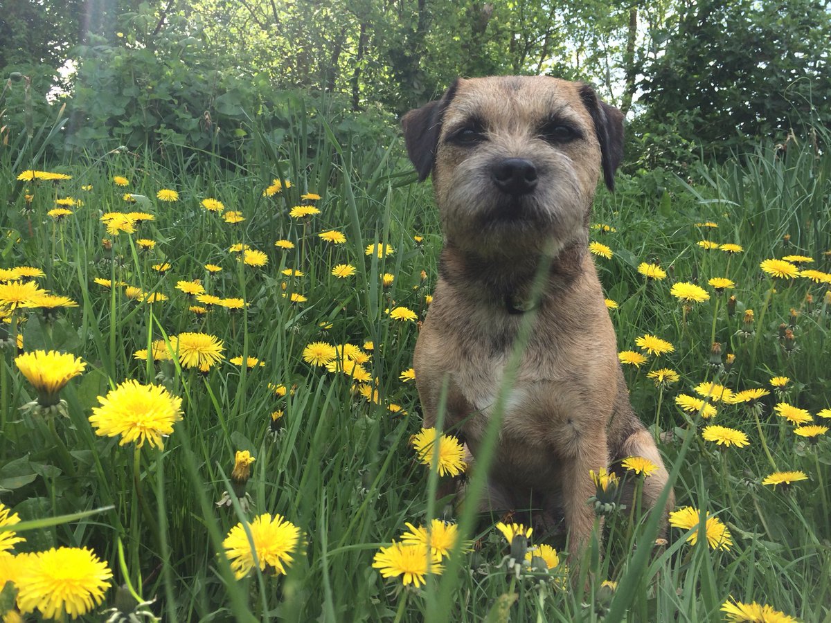 NessaSpratticus's tweet photo. #BTPosse #Jackaday this day 2014 💛
and a nod to @DandelionAppre1 x https://t.co/a08xwburHW
