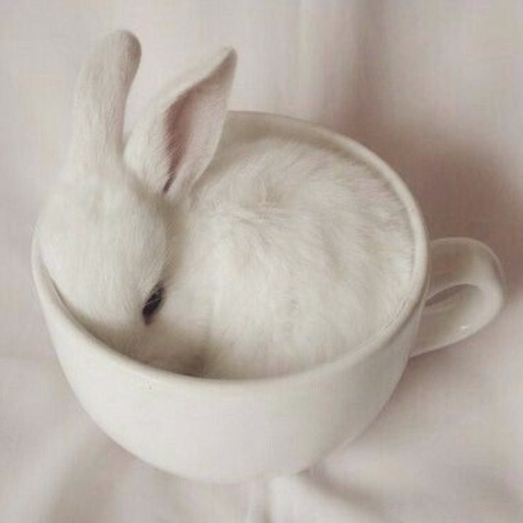 kat 🐇🐾 tweet media