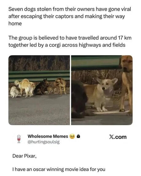 WholesomeMemes tweet media
