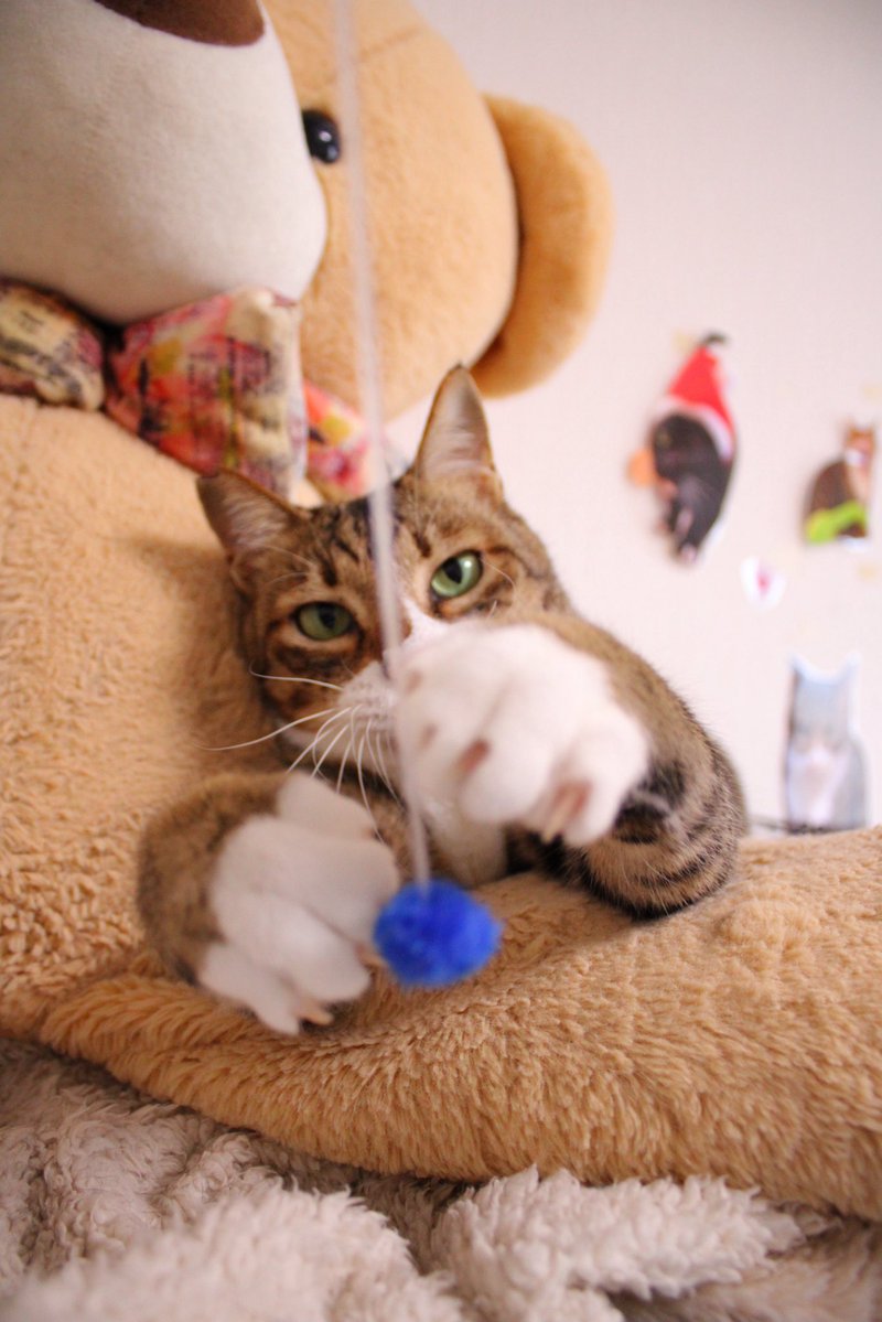 明日4/26（日）は譲渡会です✨✨

みんにゃとお待ちしております🐾