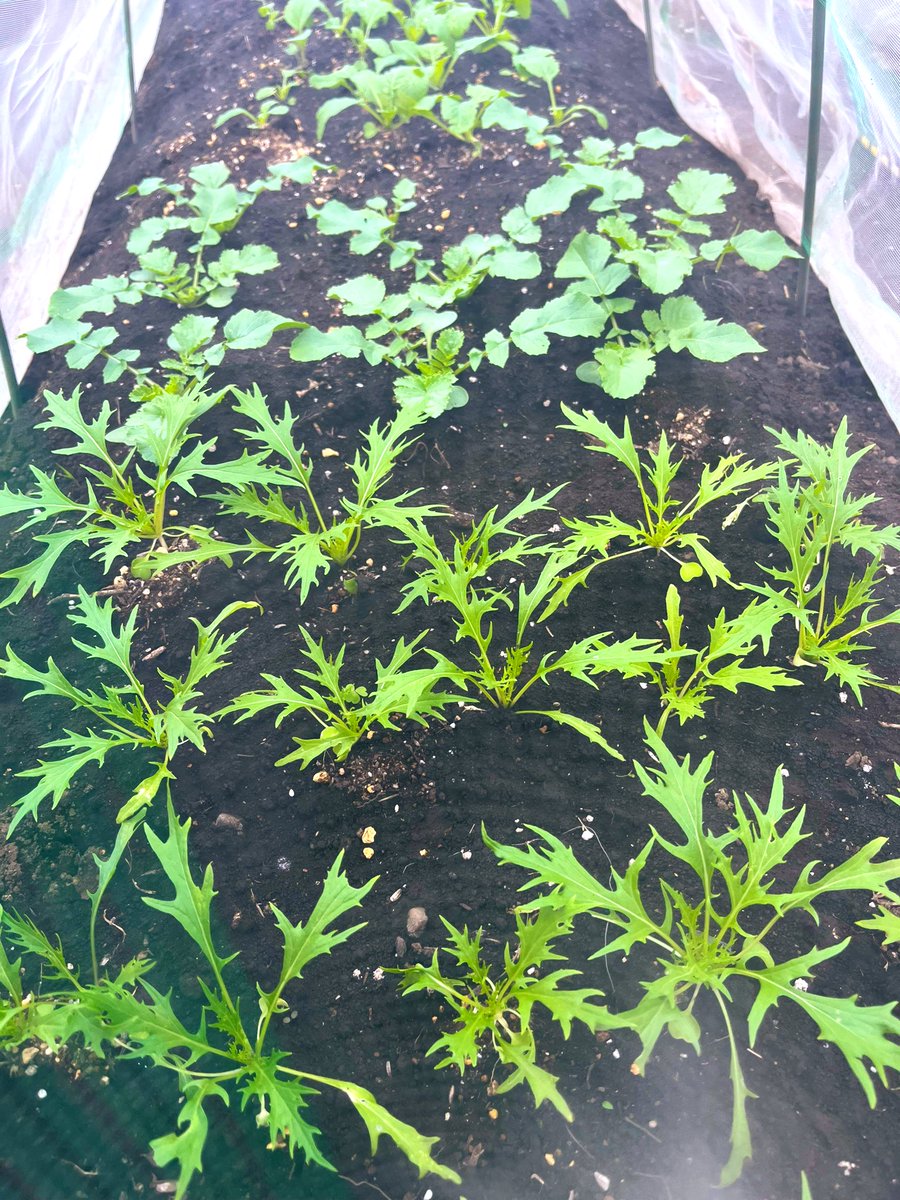 藤井俊郎あるいは古今 tweet media