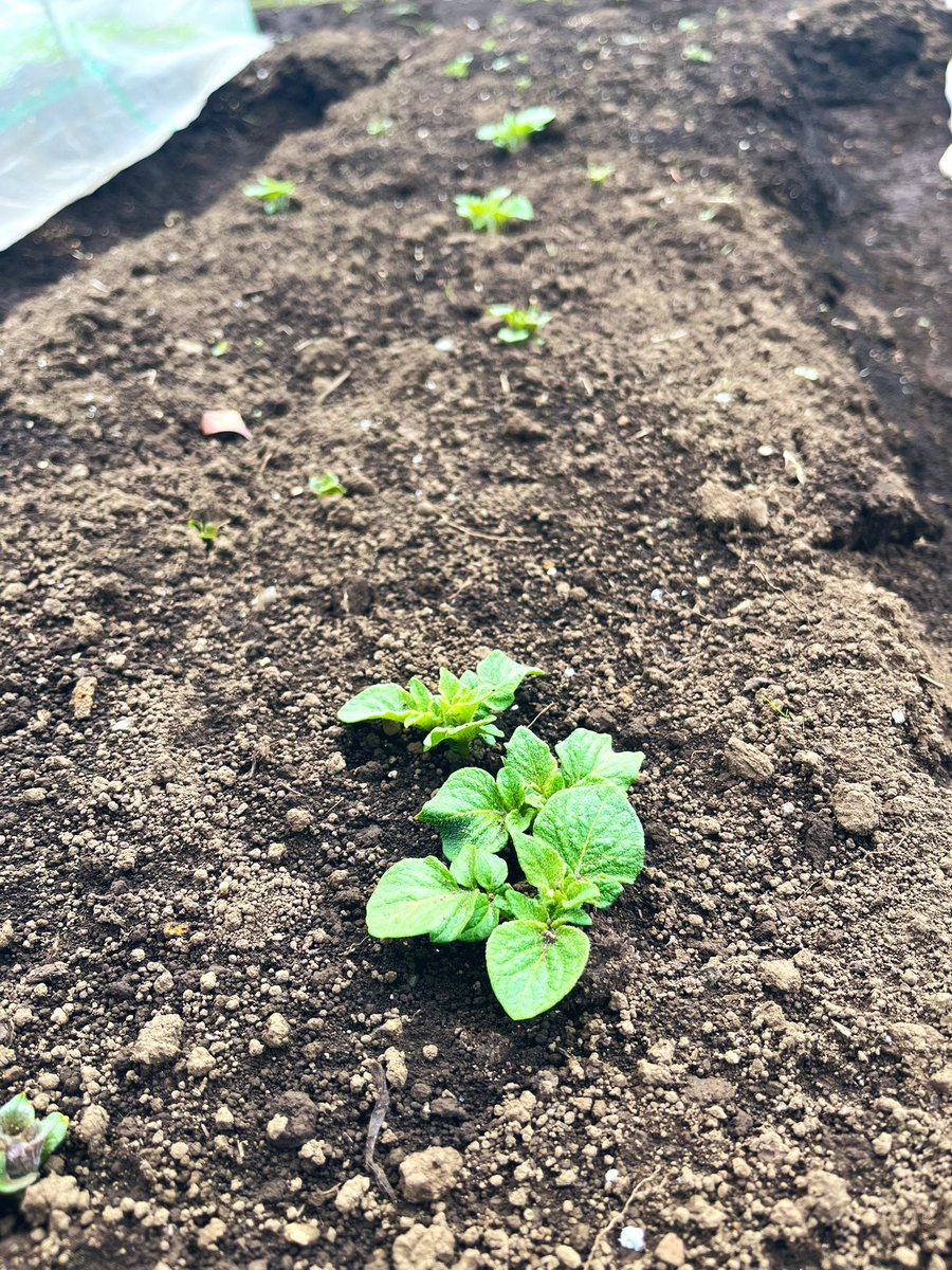 藤井俊郎あるいは古今 tweet media