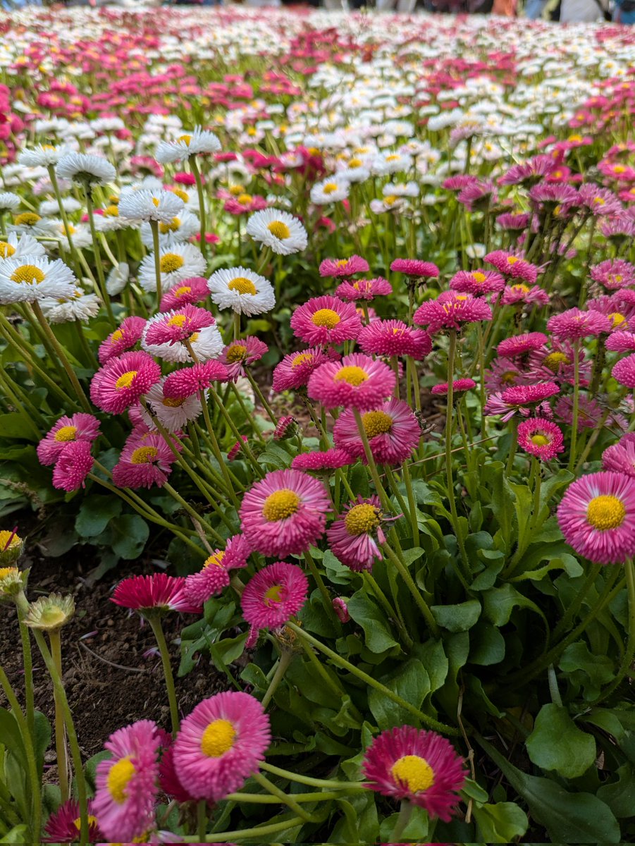 Hachi@Fenrir tweet media