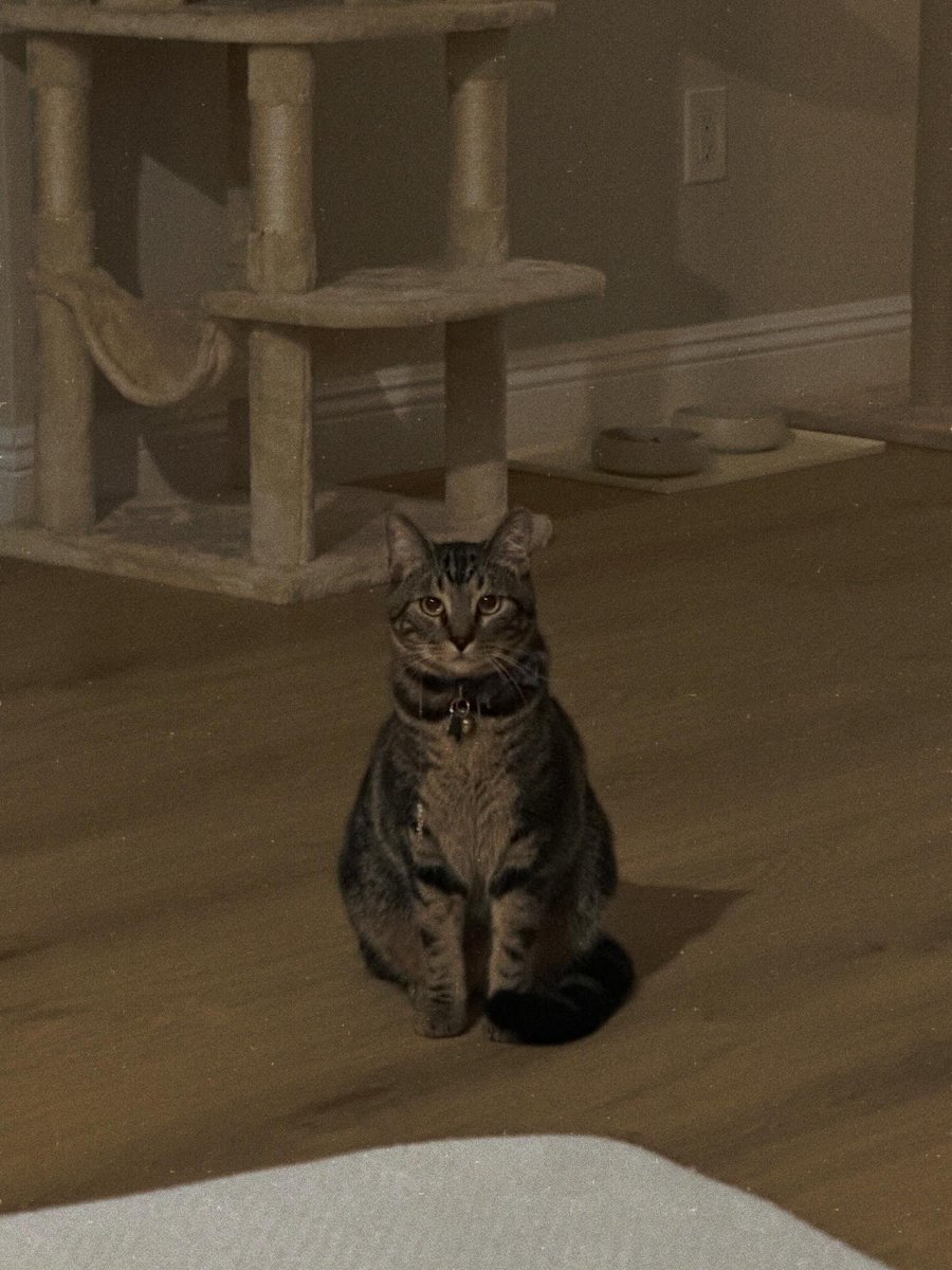 everythingsotay's tweet photo. “My Furry Little Friend: The Other One” - Blog Post (04.23.2026)

It’s been a while since I updated you on our fur friend. Brookie is doing GREAT! Brookie had a best friend named NaLa, and they were inseparable. Unfortunately… (Read more on https://t.co/b5AeRIlRz7) https://t.co/VoavSr0meY
