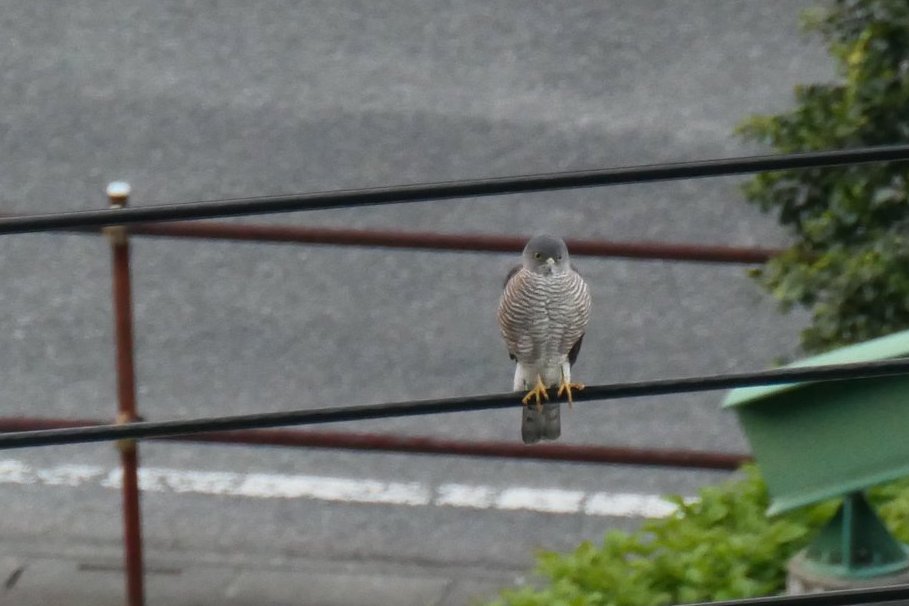 ツミが日の出前の薄暗い時に連日やってきて鳴いている。ビル街の電線に止まるツミのつがい。大きいほうが雌。
４月中旬。