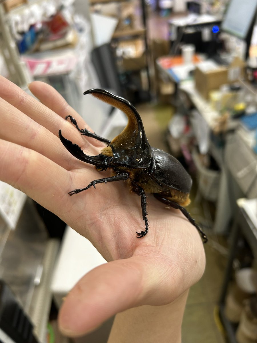昆虫新入荷！ @beetlehouse79 さんから サタンオオカブト2ペアきました