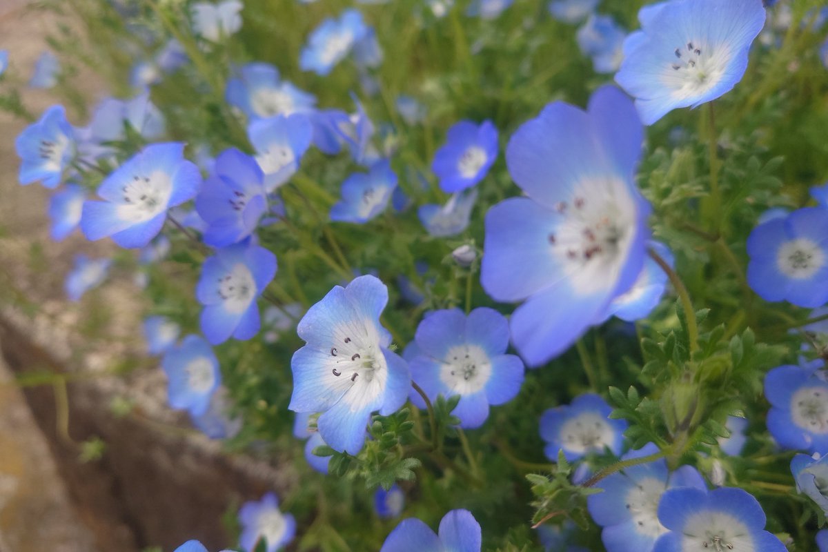 颯彩ハイブリ🦍1🪽降臨29a!たまアリ5/4a!幕張 tweet media