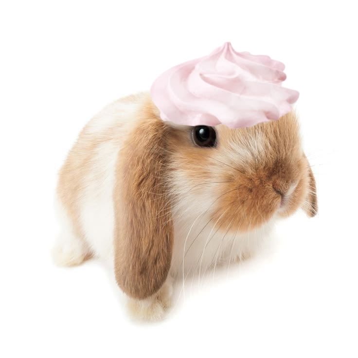 Bunnies tweet media