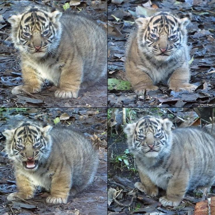 Tiger cub g