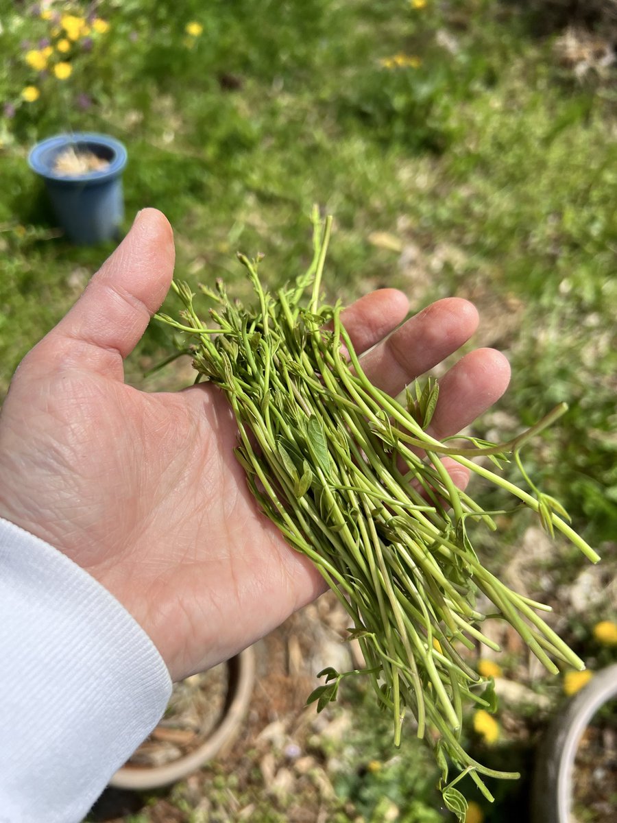 あげは tweet media