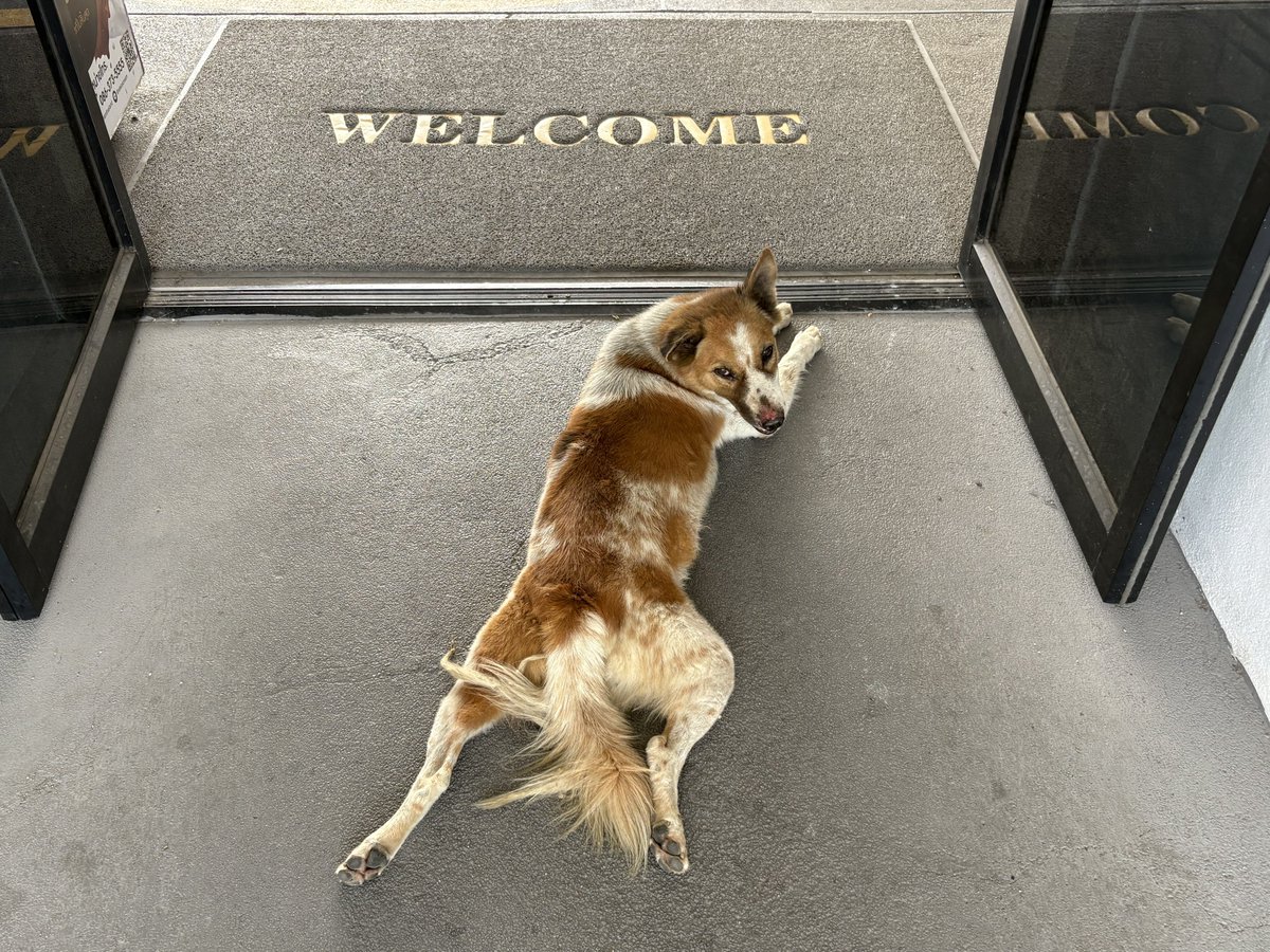 冷たい犬🇹🇭バンコク tweet media