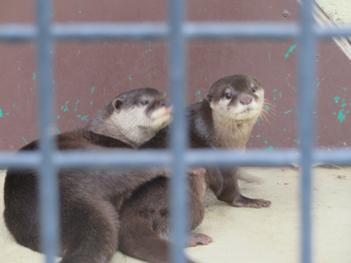 めっちゃ仲良ししてたし　こりゃベビもすぐだなと思って株主優待買ったのに（笑）６月末で切れちゃうのが4枚あるよ😂
買ってから行ってないわ…