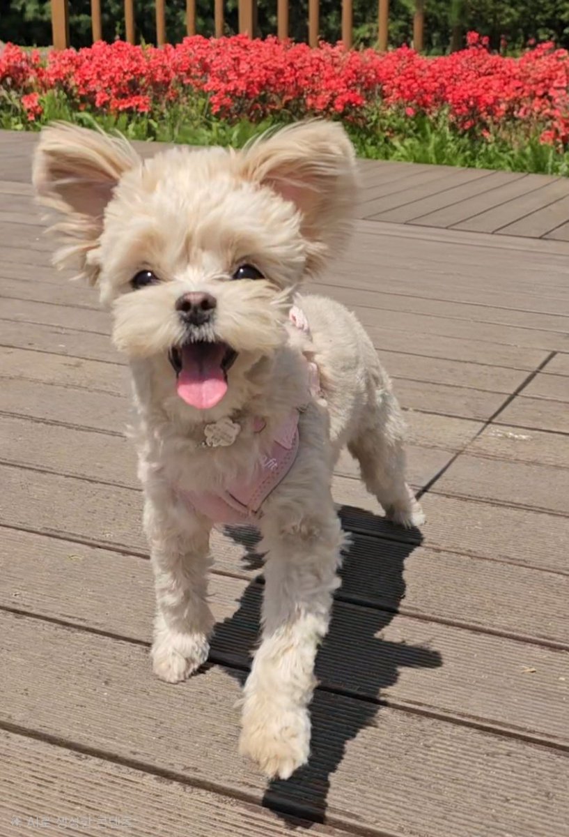 베베 병원갔다 오는길에 한모곰이 겟🤩
오늘 날씨 너무죠타아~