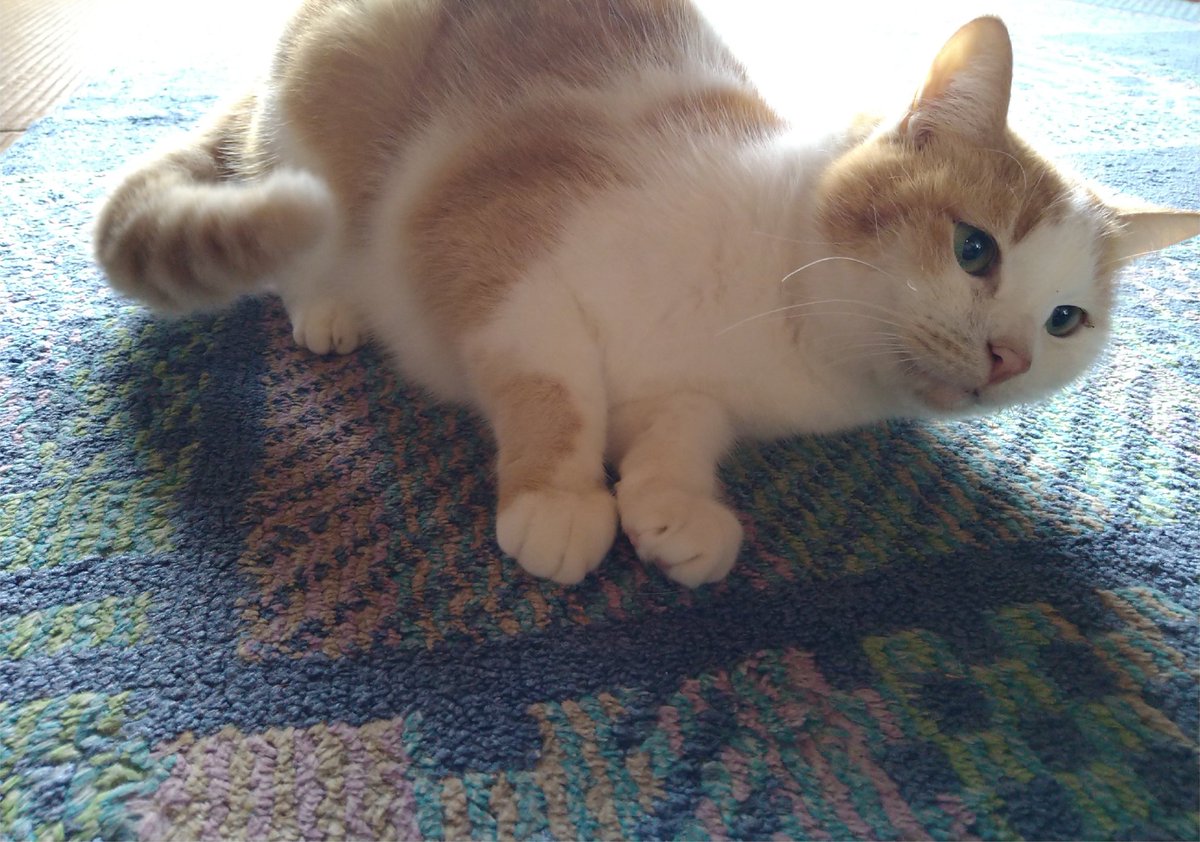 カナエ👻 tweet media