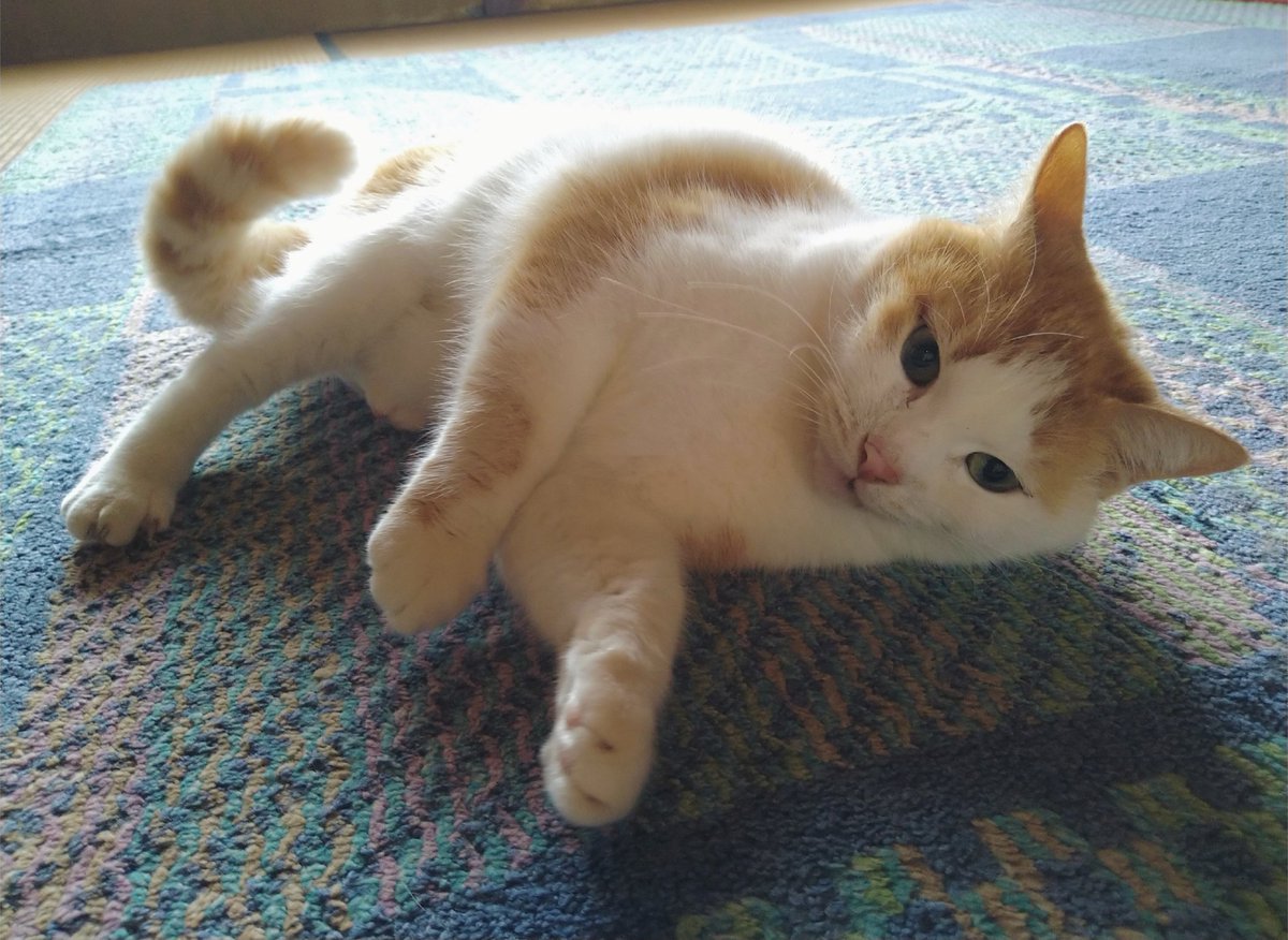 カナエ👻 tweet media