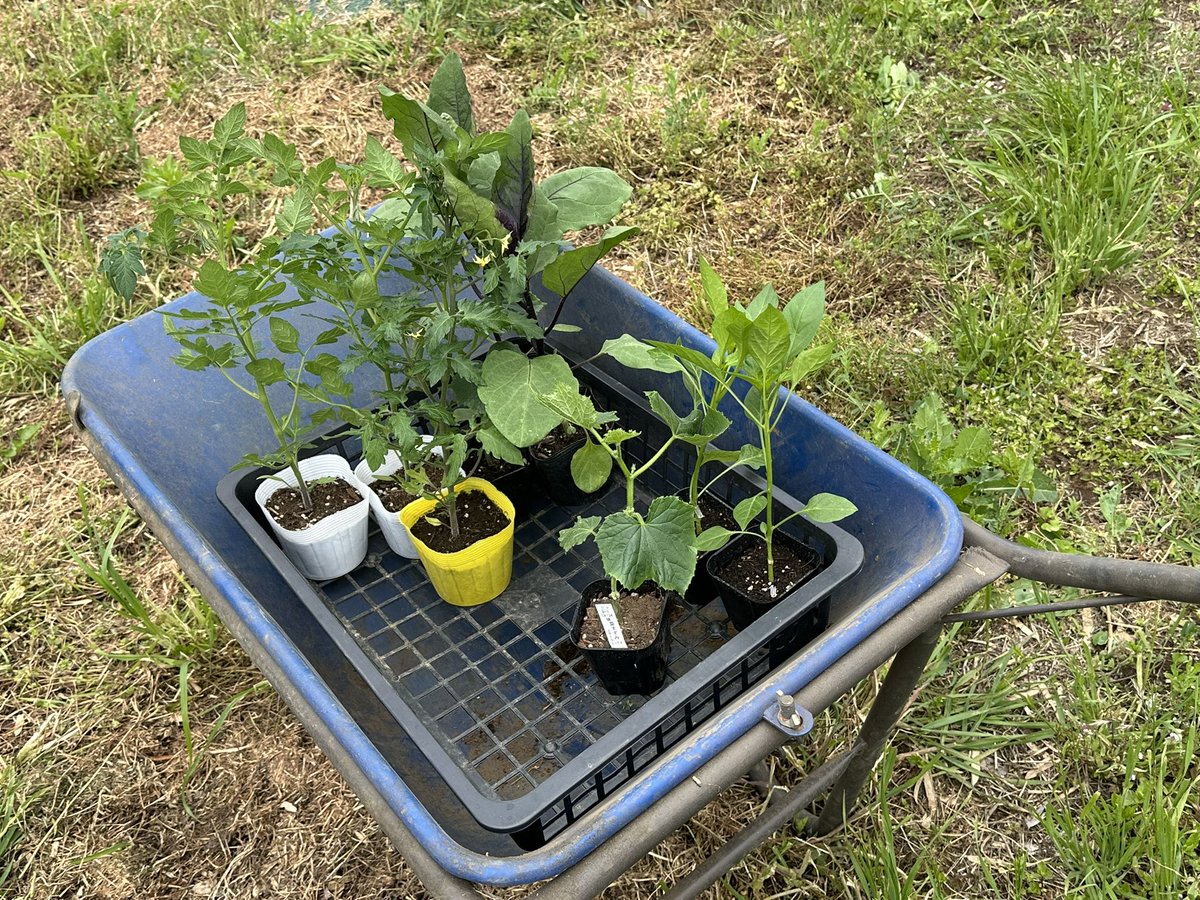 pikapika_ride's tweet photo. 今年も #渡邊園芸 さんから購入した苗を、里山コースに植えました🌱

そして、年末にいただいたビオラも冬を越えて、今ももこもこ元気に咲いています🌼

バイクも自然も、少しずつ育っていく場所にしていきたい🏍️🌿

明日オープンです🤗
本日17時までのスポーツ安全保険お申し込みで明日乗れます🏍️💨 https://t.co/CsovBHQjp9